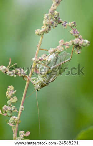 Grasshopper (male animal unit) on the grass