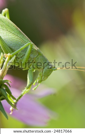 Grasshopper (female animal unit) on the grass