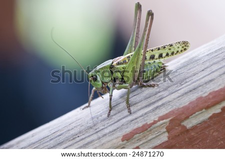Grasshopper (male animal unit) on the wooden surface