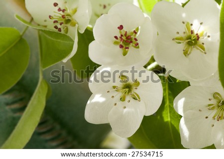 Beautiful transparent Pear Blossom high-key