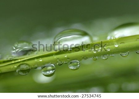 Green grass with water drops on it