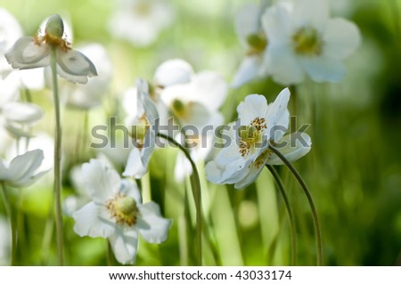 Wood anemones (Anemone nemorosa)