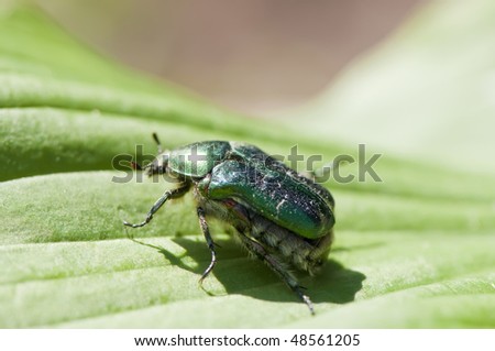 Chafer Bug