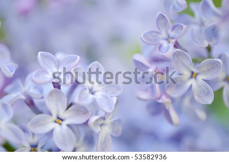 Lilac blossom close-up. Shallow depth of field.