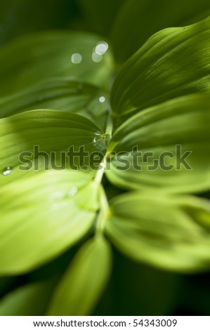 Macro shot of green leaf with dew drops