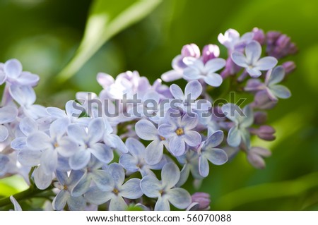 Macro shot of Lilac flowering tree (Syringa vulgaris). Selective soft focus.
