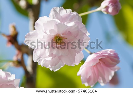 japanese cherry tree blossoms. Japanese cherry tree flowers