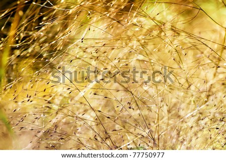 Onamental garden grass seed heads (kind of millet) in autumn sunset