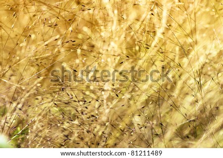 Onamental garden grass seed heads (kind of millet) in autumn sunset