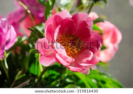 Peony macro, delicate floral background with copy space