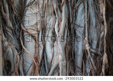 Intricate wood texture, good for backgrounds.