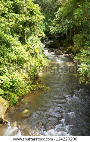 Small tropical river flowing across lush jungle vegetation