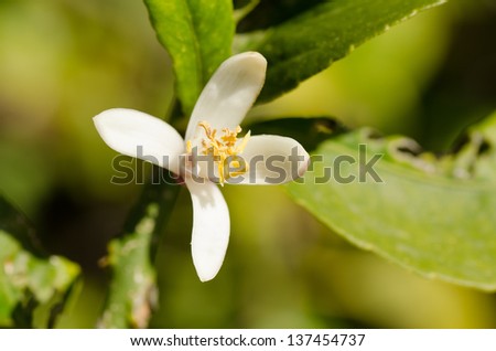 Azahar flower, the aromatic springtime blossom of orange trees