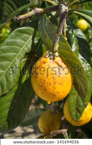 Fruit after suffering severe damage from hail and frost