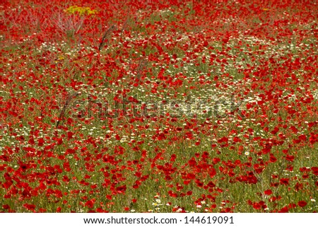 Full frame take of a field full of poppies
