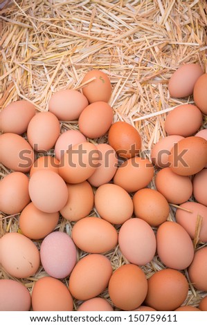 Fresh eggs displayed on hay
