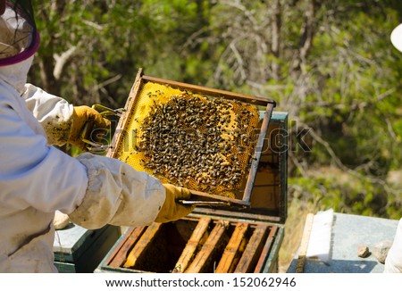 Apiarist in protective work wear holding a beehive