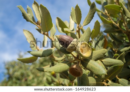 Acorn seeds on a Mediterranean oak tree