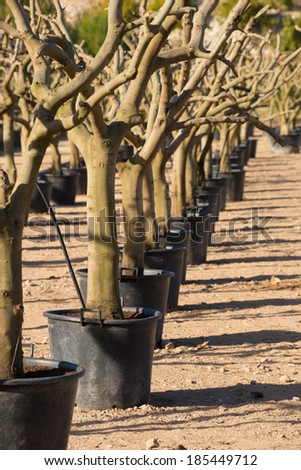 A row of bare tree trunks at an industrial tree nursery