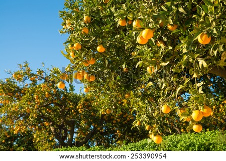 Orange plantation with trees ready to be harvested
