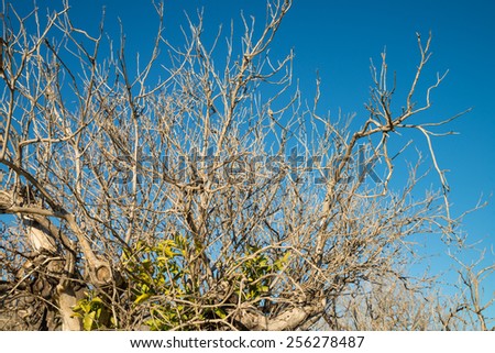 Aftermath of severe frost on a citrus tree