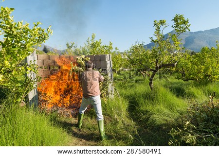 Farmer burning pruning waste inside a concrete structure on his lemon tree plantation