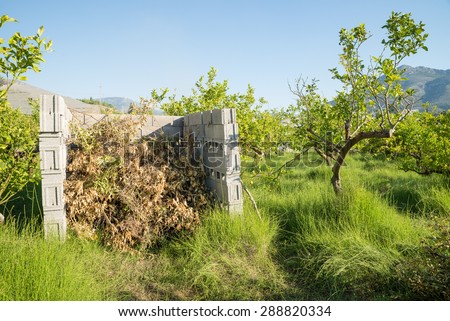 Agricultural burner made of concrete blocks and filled with waste from pruning citrus trees