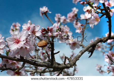 Almond nut on flowering tree