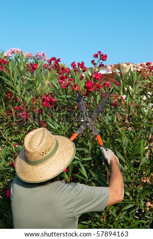 stock photo : Gardener pruning