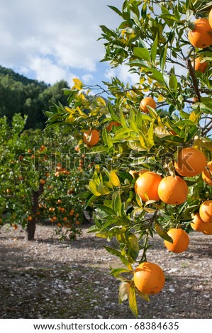 Orange tree  loaded with fresh fruit ready to pick