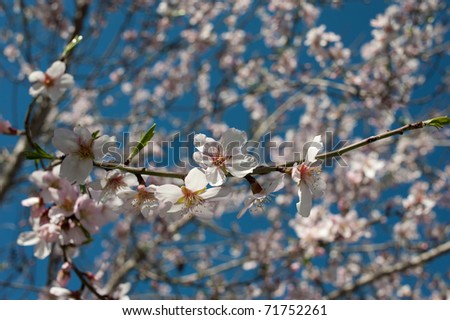 Almond tree flowering in late winter, announcing spring