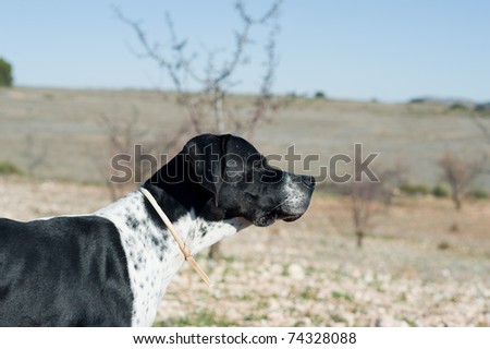 Black And White Clip Art Dog. alertness clip art botega art