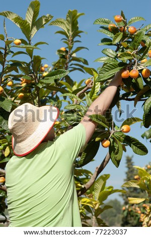 Fruit picker at work during the loquat harvest