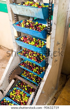 Detail of an olive processing plant, product being moved into the mill