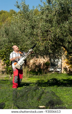 Agricultural worker at olive harvest, using a shaker tool