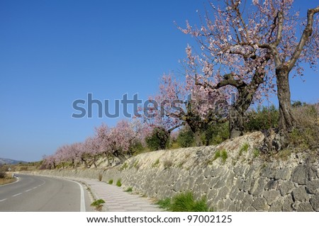 Sunny skies, almond tree blossom, wide open roads
