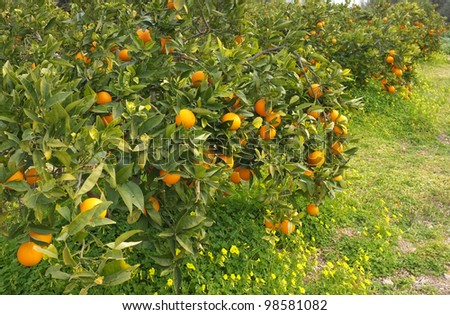 Orange plantation ready to be harvested