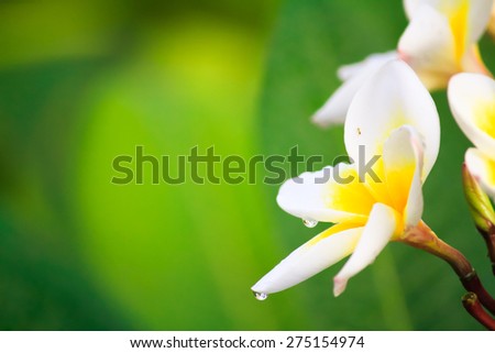 Plumeria and dew point is Merge perfectly with blurred background with green leaves refreshing. Suitable to use as wallpaper. Or type in a message