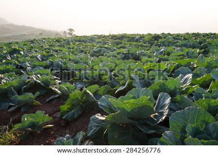 cabbage field, cabbage, growing, plant, green, country, countryside, farmland, agriculture, agriculture field