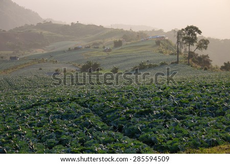 cabbage field, cabbage, growing, plant, green, country, countryside, farmland, agriculture, agriculture field