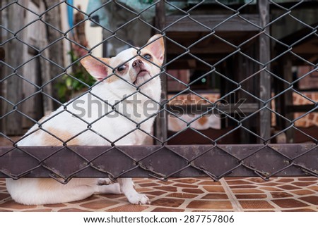 A lonely dog in the cage