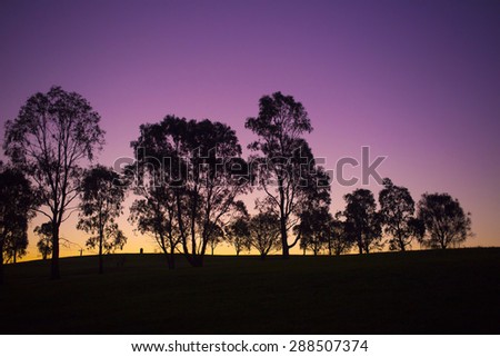 Sunset in the open space or park with vivid and vibrant purple/orange sky with tall trees.