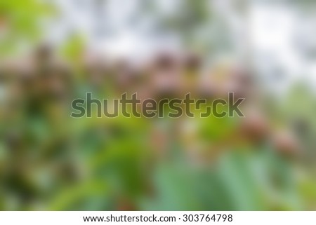 Blurred gum leaves backgrounds.