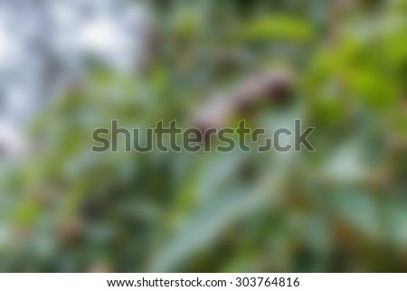 Blurred gum leaves backgrounds.