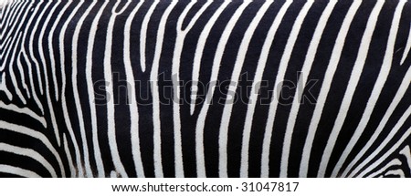 photo of a zebra texture Black and White