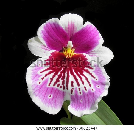 Pansy Orchid