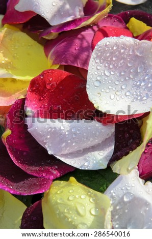 Closeup photo of petals with water drops, spa concept.