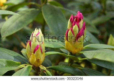 Rhododendron - one week before full flowering