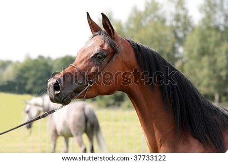 Head of chestnut arabian mare bred in polish stud with park end other mare in background.