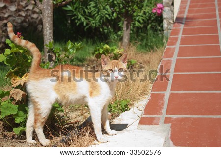 Red white cat standing in garden, looking at viewer. Side view.